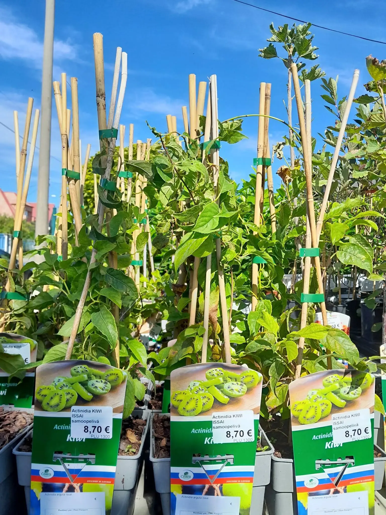 Kiwi a drobné ovocie v predaji